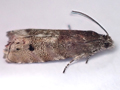 Pammene splendidulana